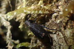 Cuneopterus conicus