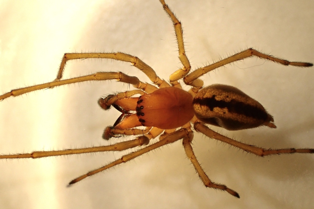 Cheiracanthium pennyi