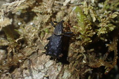 Cuneopterus conicus