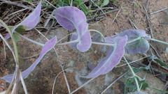 Othonna perfoliata