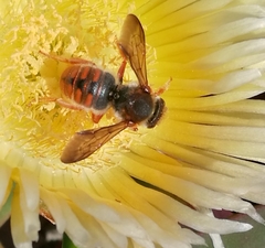 Rhodanthidium