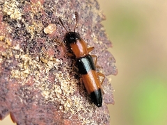 Languria trifasciata
