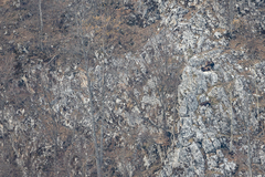 Rupicapra rupicapra carpatica