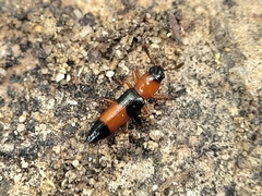 Languria trifasciata