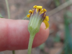 Othonna perfoliata
