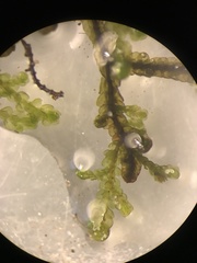 Frullania lindenbergii