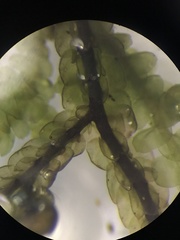 Frullania lindenbergii