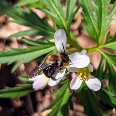 Andrena carlini