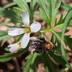 Andrena carlini