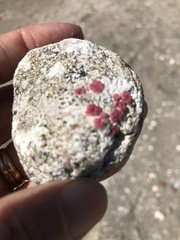 Homotrema rubrum