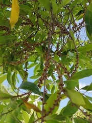 Sideroxylon salicifolium