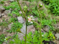 Nasa triphylla rudis