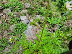 Nasa triphylla rudis