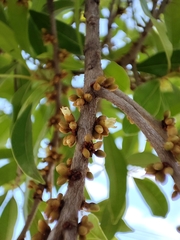 Sideroxylon salicifolium