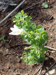 Oxalis ebracteata