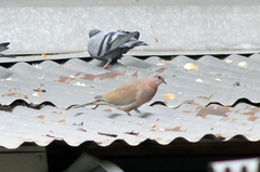 Streptopelia senegalensis