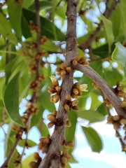 Sideroxylon salicifolium