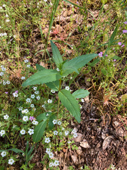 Collinsia tinctoria