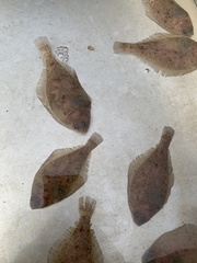 Citharichthys xanthostigma