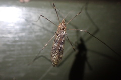 Austrolimnophila oculata