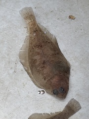 Citharichthys xanthostigma