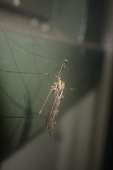 Austrolimnophila oculata