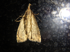 Hypena rostralis
