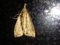 Hypena rostralis