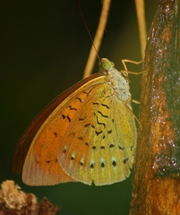 Tanaecia julii