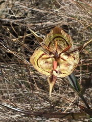 Calochortus tiburonensis