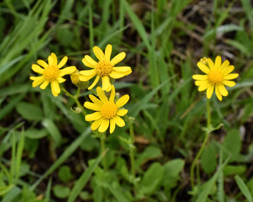 Packera paupercula var. savannarum