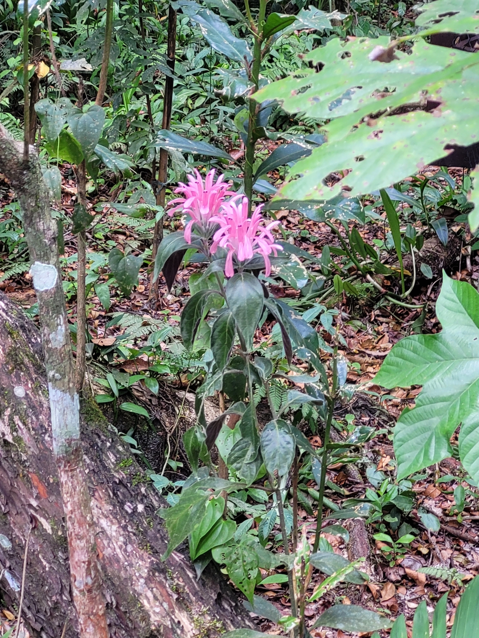 Justicia carnea