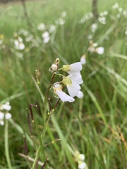Cardamine penduliflora