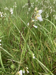 Cardamine penduliflora