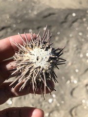 Echinometra lucunter