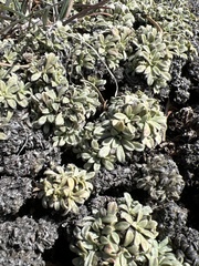 Petrophytum caespitosum