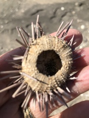 Echinometra lucunter