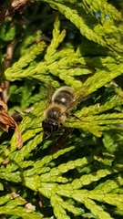 Colletes cunicularius