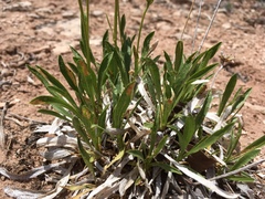 Stenotus armerioides