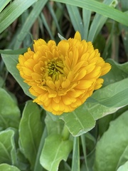 Calendula officinalis image