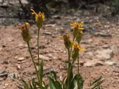 Stenotus armerioides