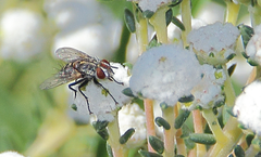 Chetogena parvipalpis