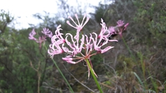 Nerine