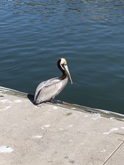 Pelecanus occidentalis