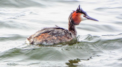 Podiceps cristatus