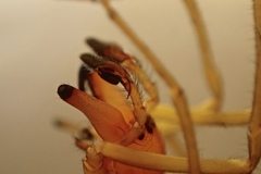 Cheiracanthium pennyi