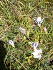 Triteleia peduncularis