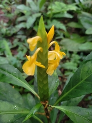 Aphelandra prismatica
