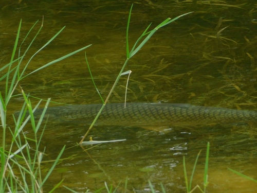 Ctenopharyngodon idella