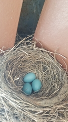 Turdus migratorius